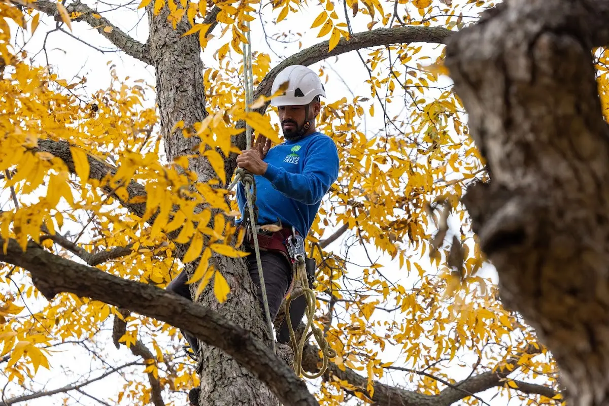 Skilled Tree Trimming crew working in Hillsboro